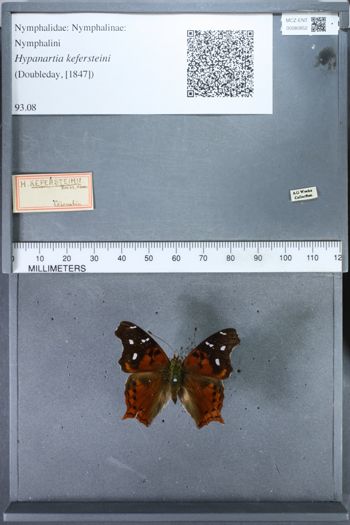 Media type: image;   Entomology 80852